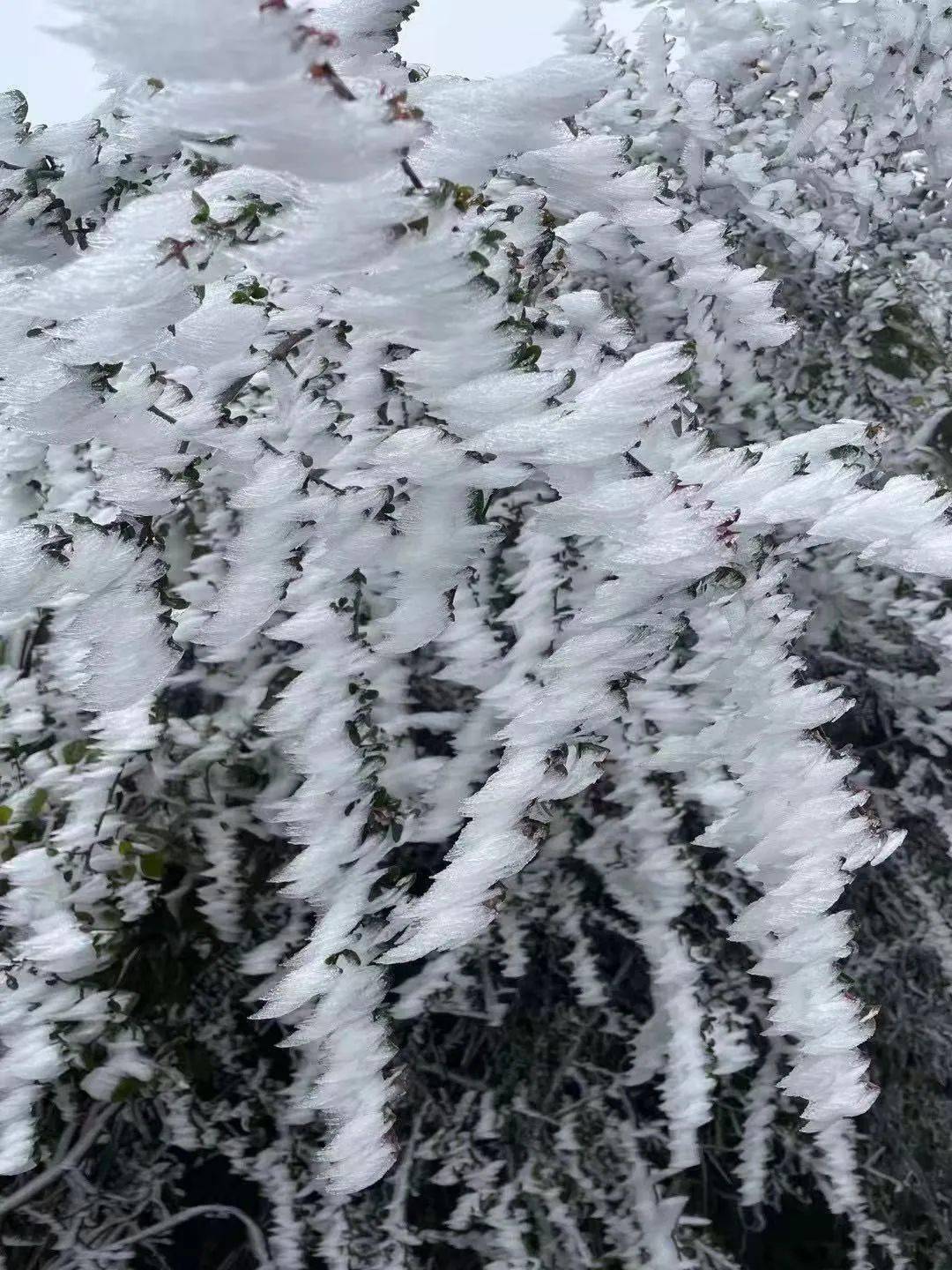 雪!了!有图有真相,大量雪景图在这里