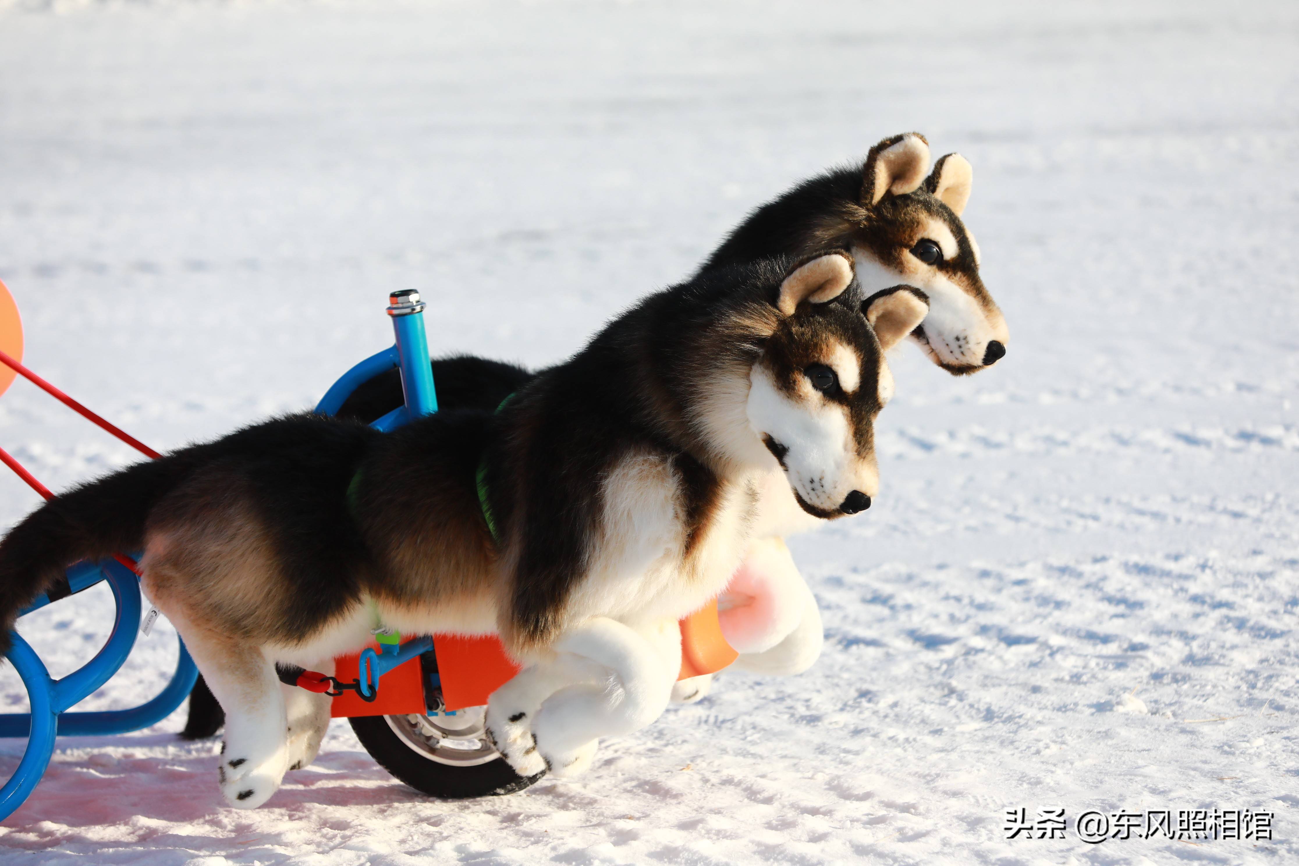 玩具狗拉爬犁人肉大蜈蚣长春市民嗨翻冰雪