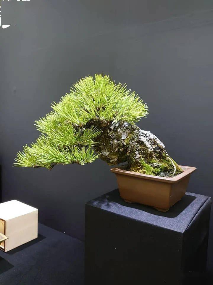 【2021开年首场精致小品大展】新年日本盆景展首秀——第46回雅风展