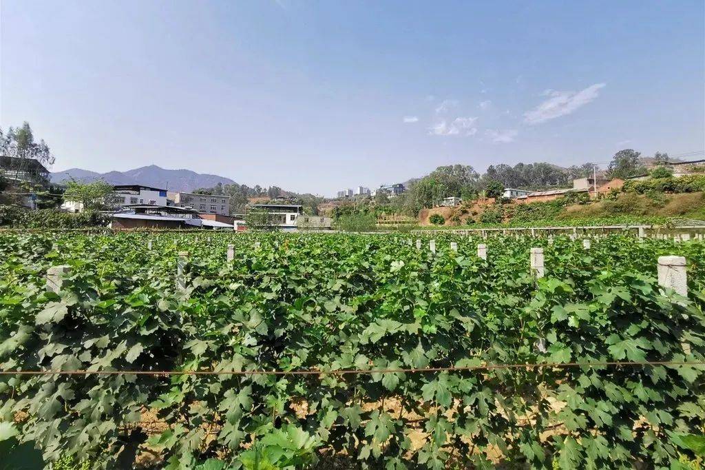 攀枝花市东区2020年GDP_攀枝花市东区美景图片(2)