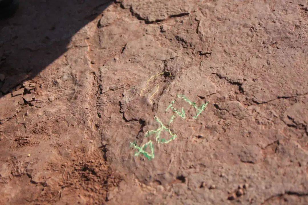 化石|真“龙岩”！福建发现恐龙足迹群，距今8000万年！