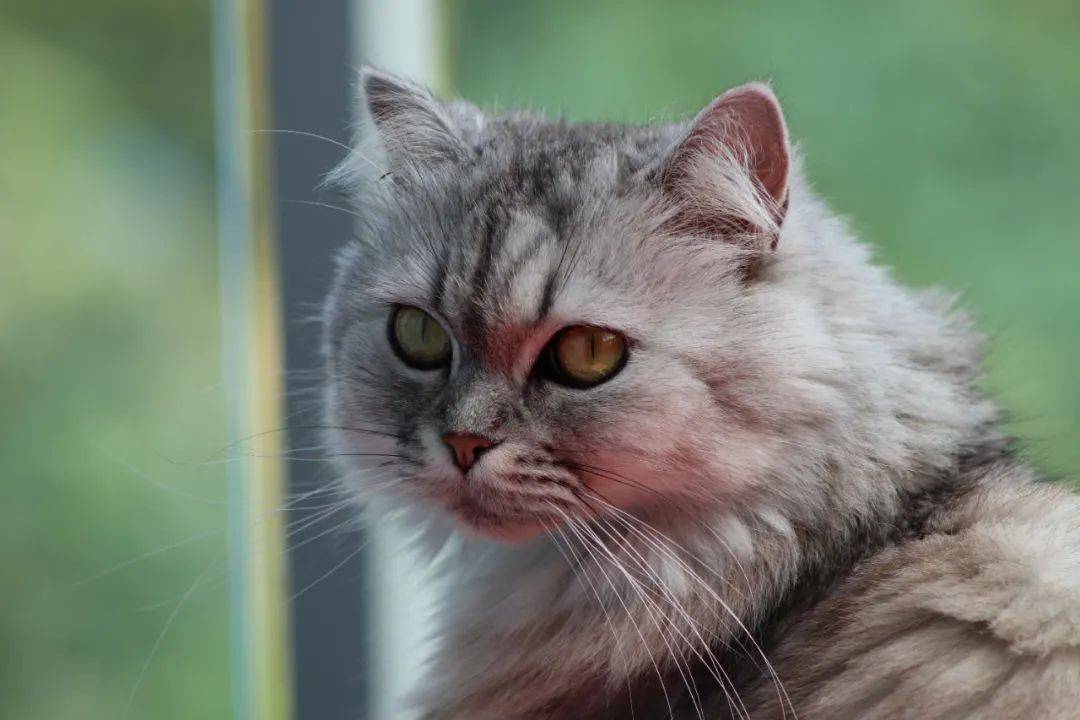 猫咪自带的情绪晴雨表,你还没有学会吗?