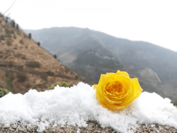攀枝花人口有多少人口_攀枝花水果有哪些水果