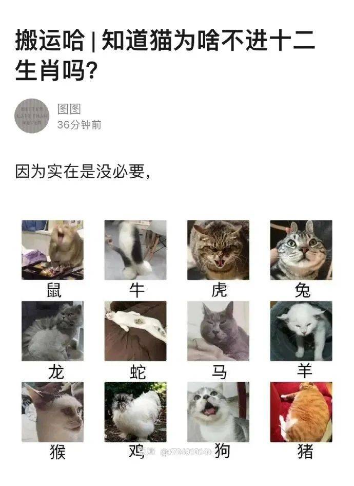 ​貓為什麼進不了十二生肖？ 萌趣萌寵 第1张