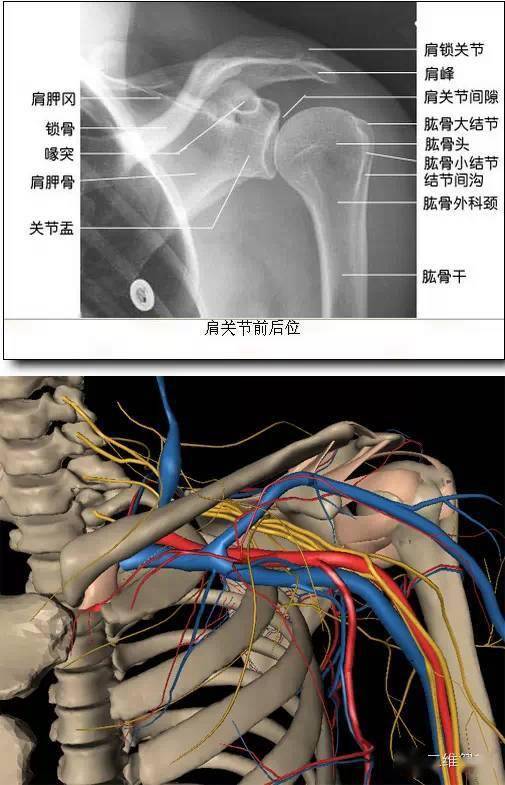 正常人体x线和3d解剖对照图