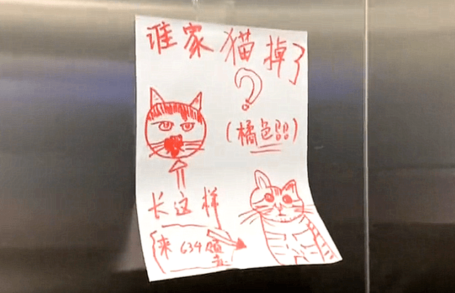 電梯里有張尋貓啟事，畫得跟鬧著玩似的，隨後卻忍不住想點贊了 萌趣萌寵 第2张