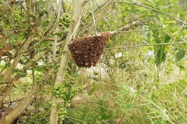 怎样抓蜜蜂 03226ecb7fdb4b078ff97690f495f6e1.jpeg