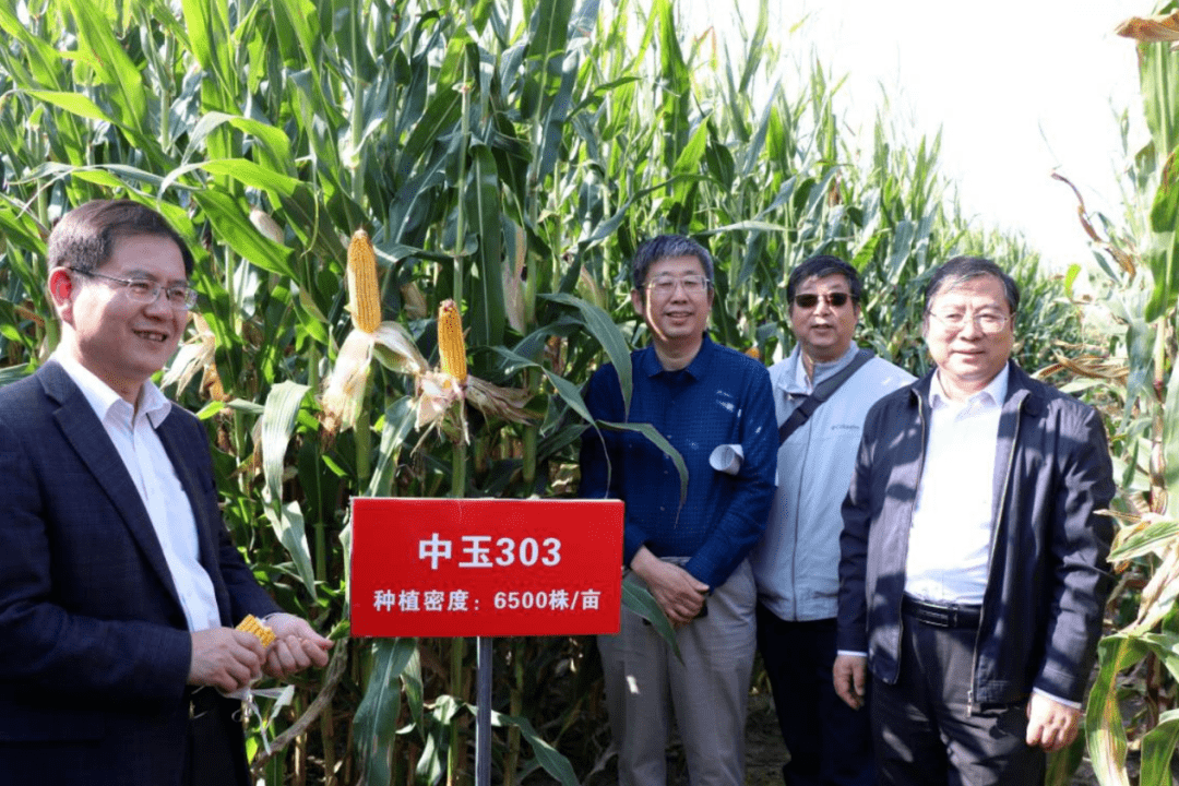 玉303展示田公司定位试验中玉303在2019年开始参加安徽隆平的产品竞赛