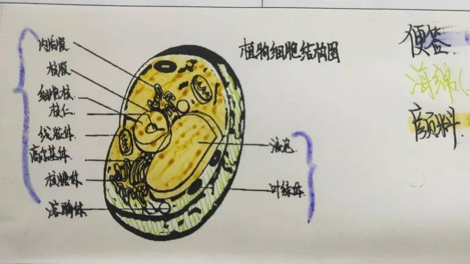 让研究真实发生—七年级steam素质拓展项目之"有趣的细胞模型"