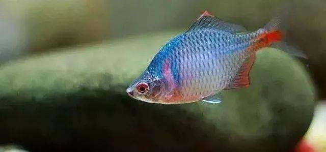 鳑鲏能除藻吗 50606c4196ac46bc9f0c8f99166901dd.jpeg