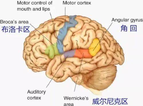 布罗卡区是大脑中语言发展的重要区域之一,负责语言编码,也就是「说