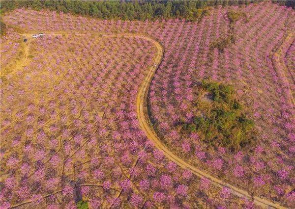 周六,日均已成行|粉嫩紫花风铃木花海,宛如童话世界