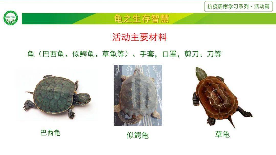 梦之寓言，钓鱼之乐与龟之智慧——解析梦见他人钓鱼时见老龟小龟的深层含义