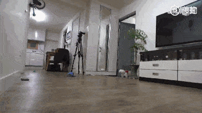 狗子病重主人擔心它是不是快要死了，送去醫院檢查：沒病，就是演技太好了… 萌趣萌寵 第5张