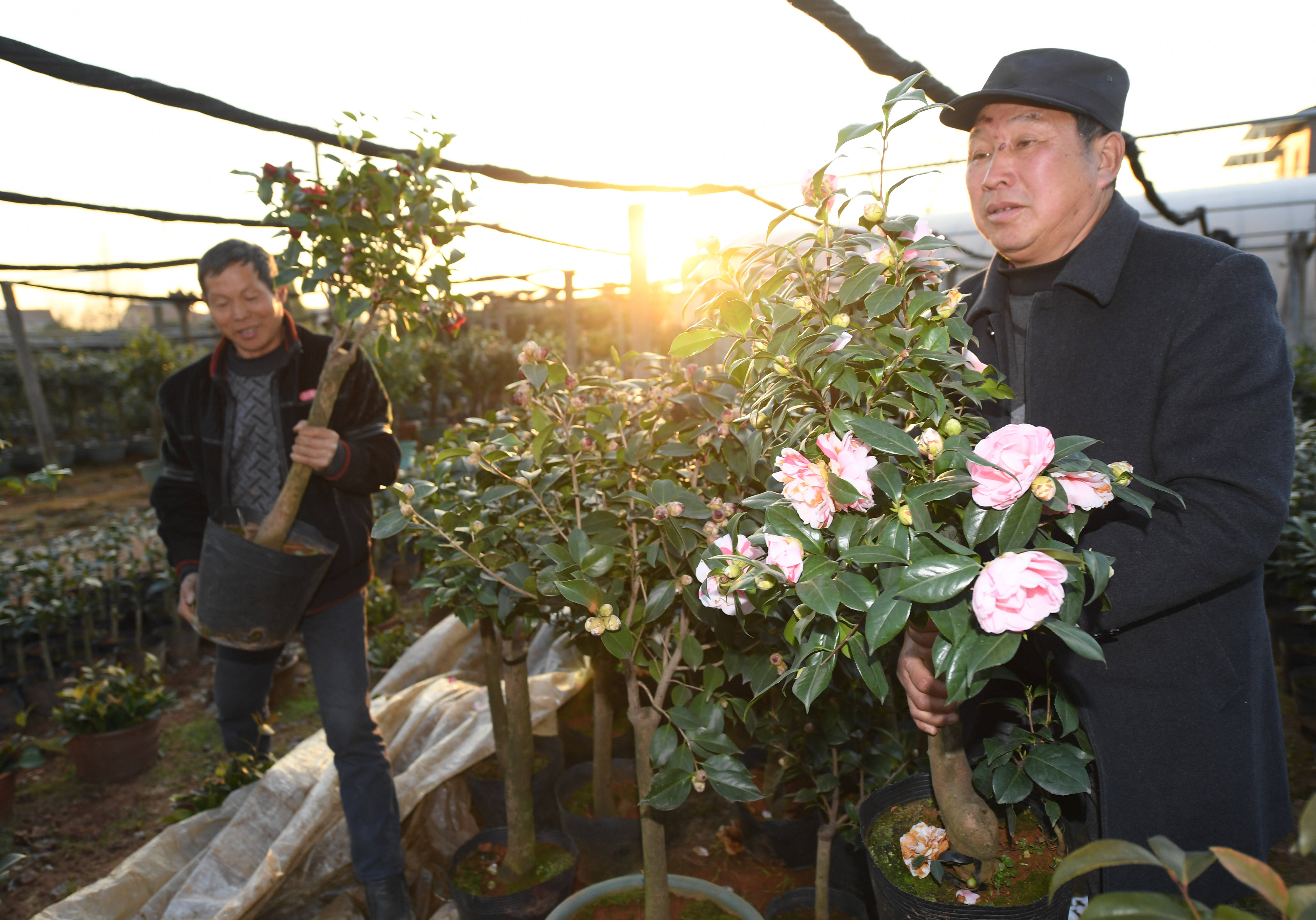 在金华婺城区罗店镇后溪河村红红花木场,花农在搬运盛开的茶花