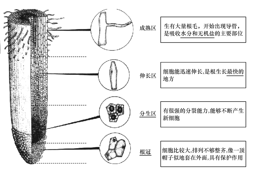 中考生物识图题常用结构示意图汇总,复习必备!