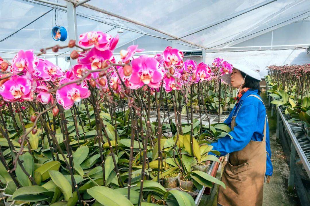 佛山大批蝴蝶兰,桃花,年桔等你带回家