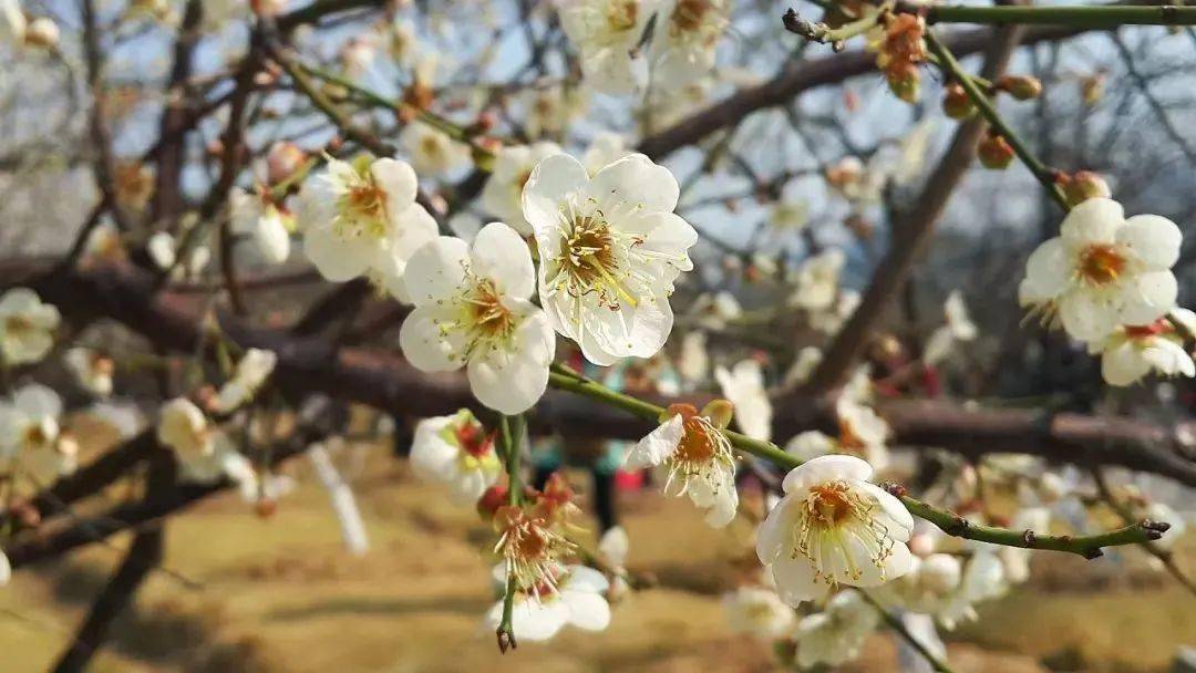 【萝岗香雪梅花节】周三周六日,1978电影小镇 萝岗香雪公园