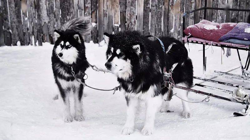 狗拉雪橇体验滑雪和驾乘的双重乐趣