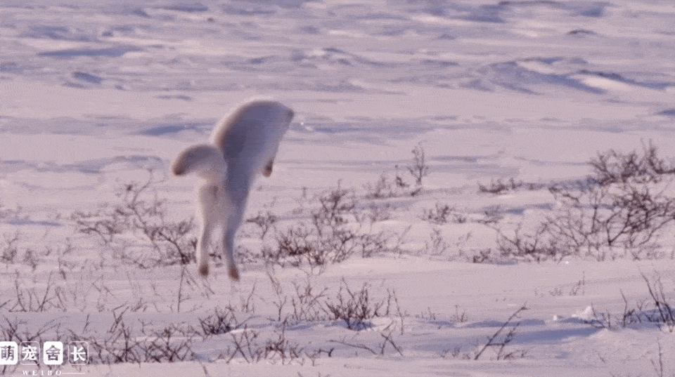 它的过冬秘诀便是捕猎的"网红脸—北极狐小脸小嘴双眼皮大眼睛和尖