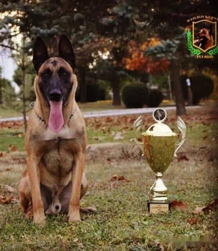 拥有百年历史的的犬,全世界警犬中的新贵～马犬