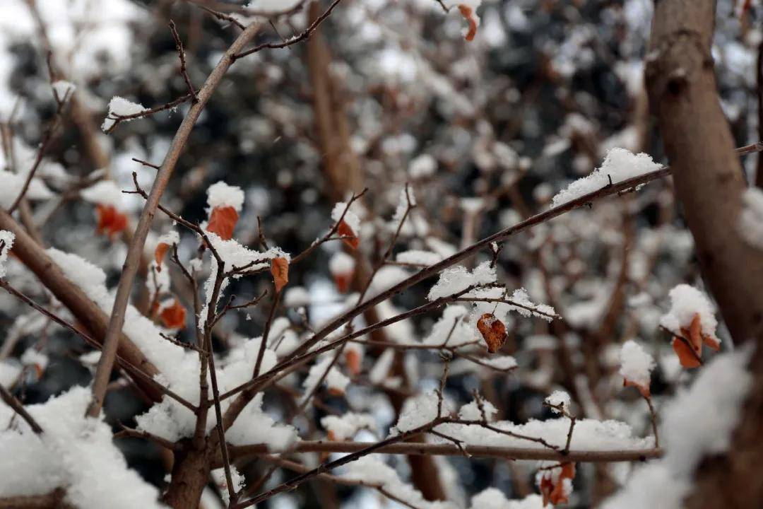 2021年第一场雪,香山雪景来了!登山赏雪兆丰年!