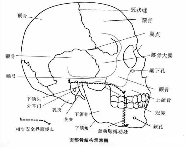 【体表标志】 眉弓是眶上缘内侧份上方的骨性弓形隆起,表面皮肤长有