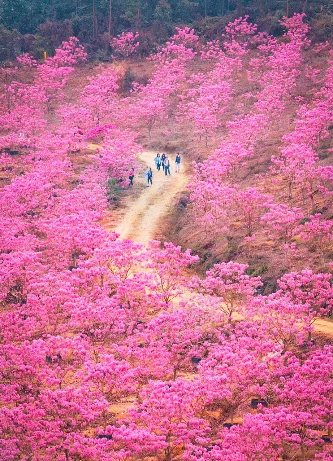 邂逅紫花风铃,打卡广东"普罗旺斯!这片花海刷爆你的朋友圈!