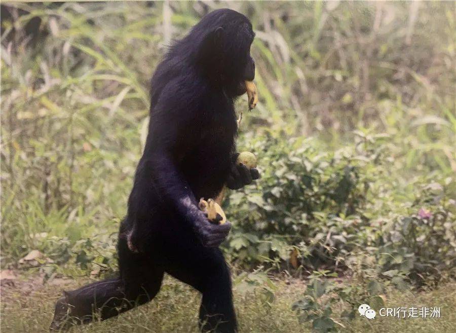 直立行走的倭黑猩猩(图源:bonobo 画册)