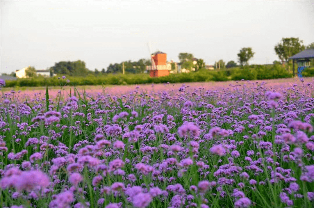 枝江同心花海