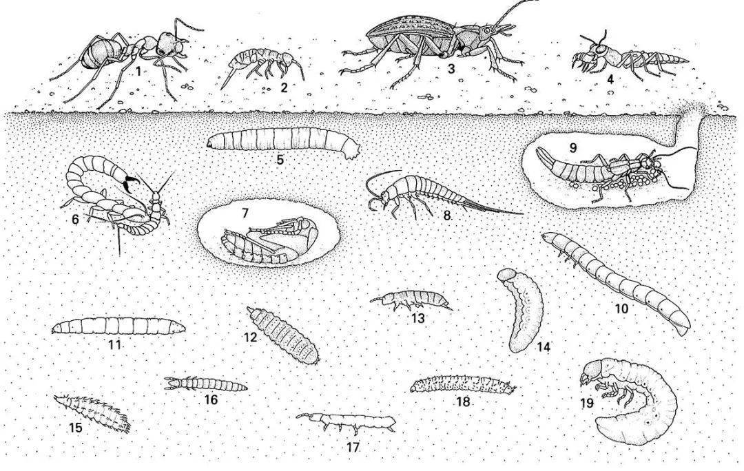 地下昆虫王国