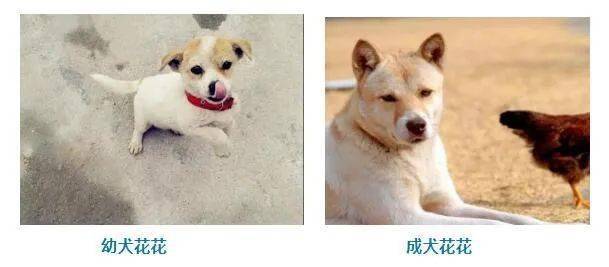 结语:以上五大神犬,你最喜欢哪一只呢?