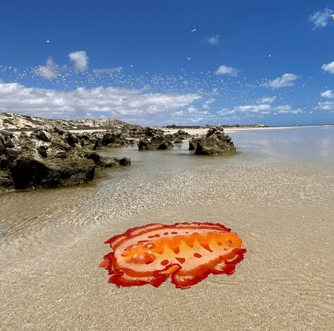 西澳知名海滩惊现神秘生物"西班牙舞娘"引大量网友围观!