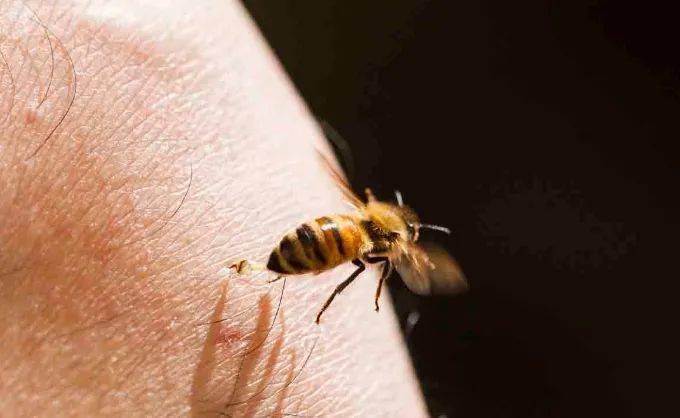 以毒攻毒,蜜蜂蜇人也能治病!