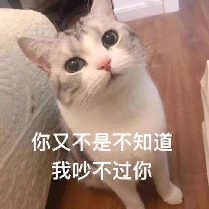 萌宠表情包就等你了