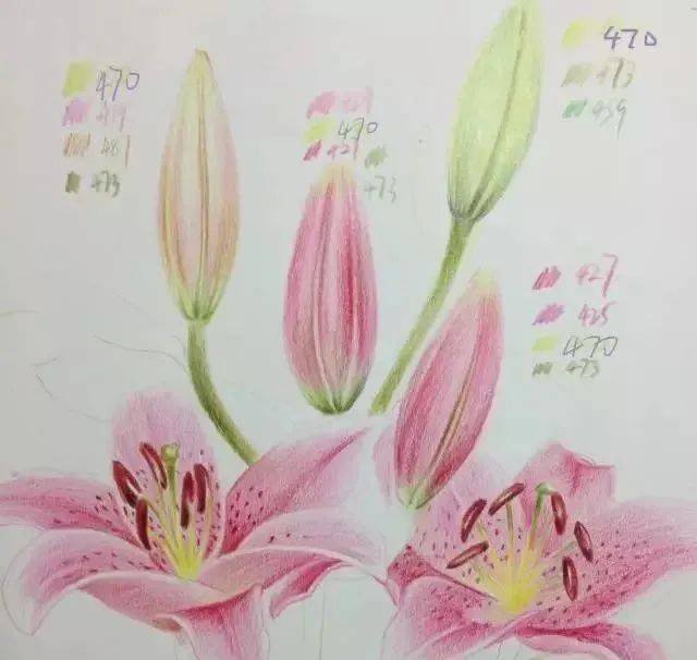 教你画一 朵百合花,彩铅花卉画详细教程图解