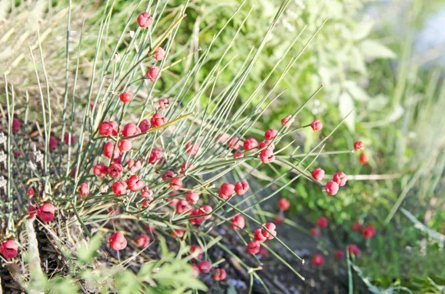 神农本草经,为麻黄科植物草麻黄ephedra sinica stapf中麻黄ephedra