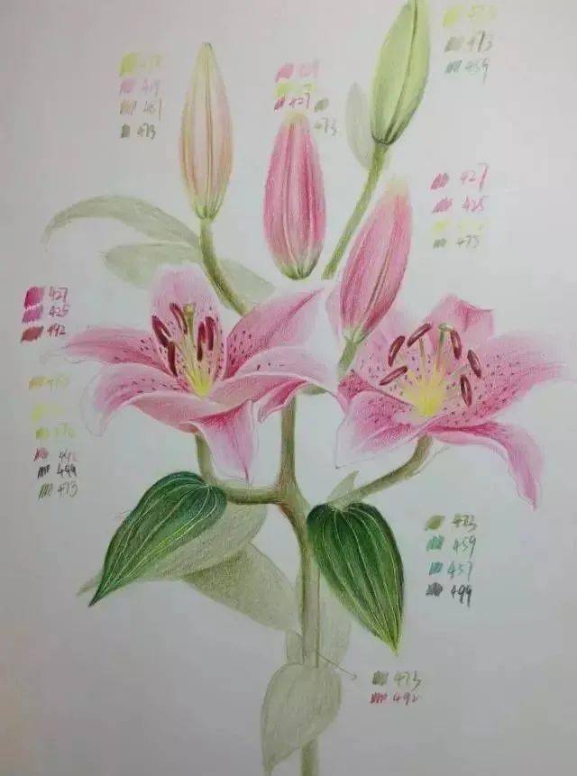 教你画一 朵百合花,彩铅花卉画详细教程图解