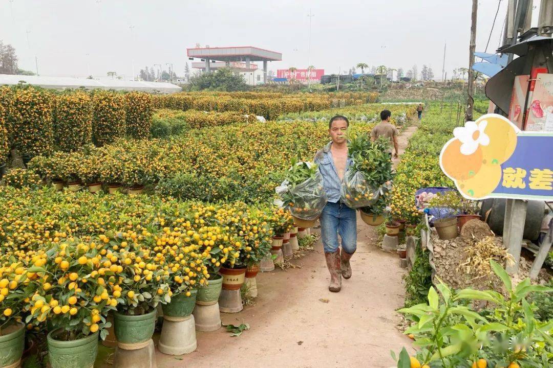 年桔年花网购全面开启!"云赏陈村花会"物流今日首发