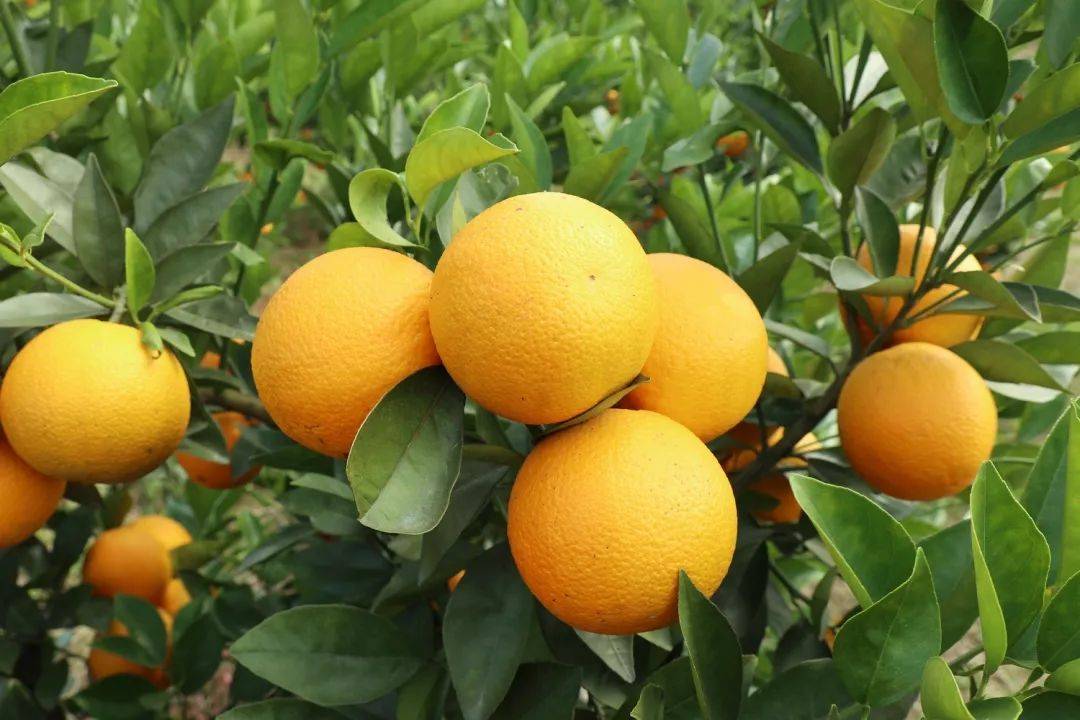 蜜香橙,汲取广西十万深山精华的圣果,48.9元/10斤包邮