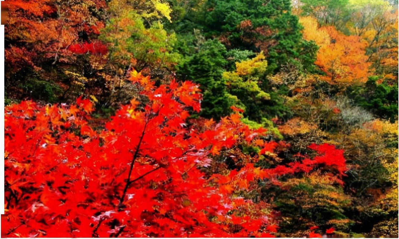 中国陇南那些好玩又好看的景点香山哈达铺梅园沟大堡子山