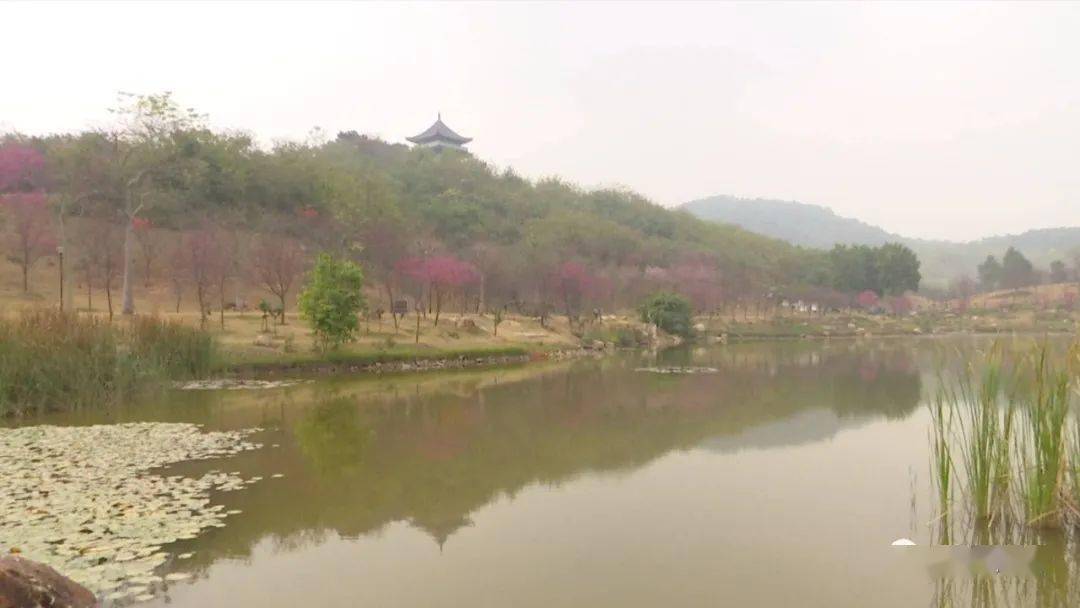 罗先生很漂亮,特别你近拍,拍出来很细嫩的,色调很鲜艳,还有很多小蜜蜂