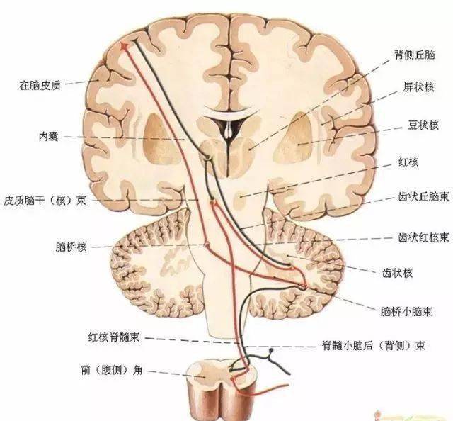 各种剖面图海马和穹窿基底核脑岛小脑皮质结构神经分布图人脑区域图磁