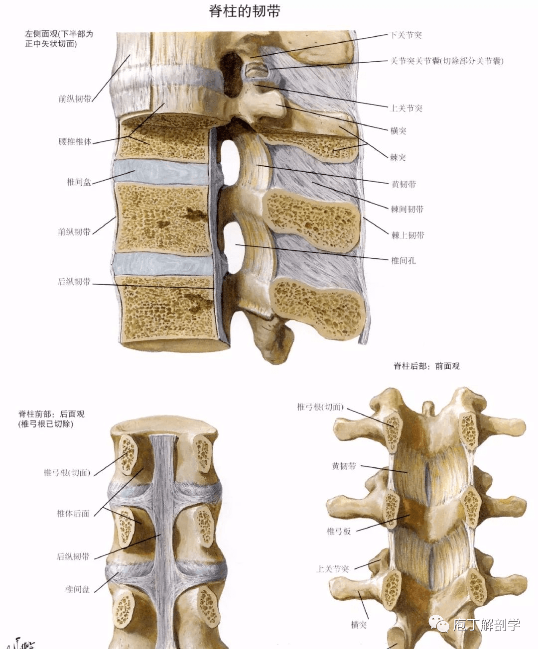 横突间韧带:相邻横突之间黄韧带:椎管内(后壁,相邻椎弓之间棘间韧带