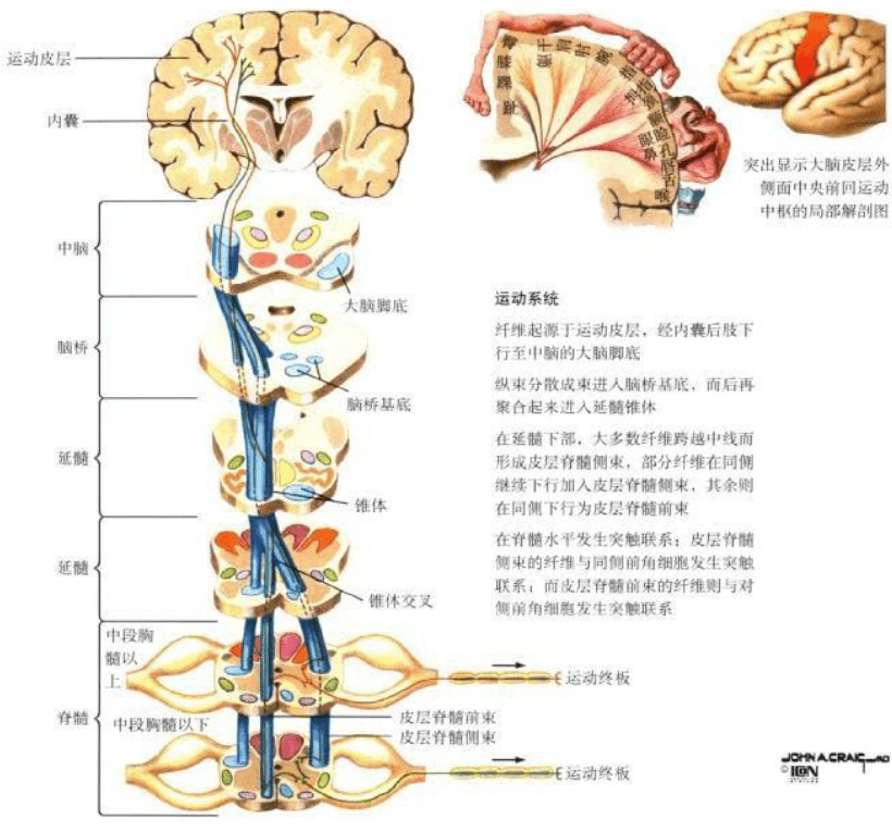 双侧放射冠→内囊后肢→大脑脚→脑干腹侧 连续t2高信号 返回搜