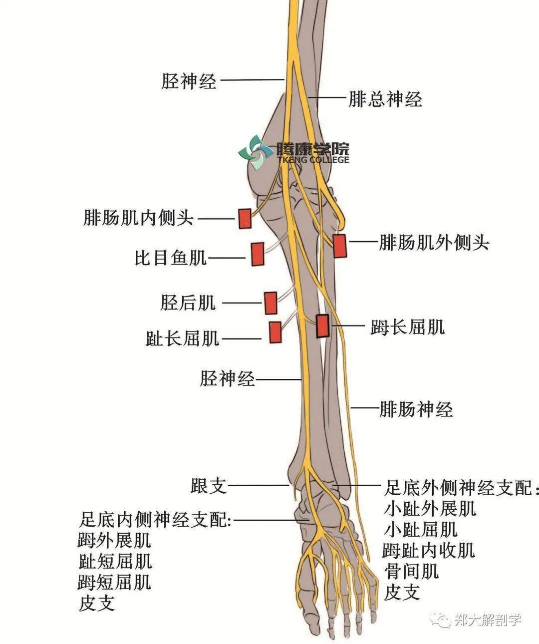 在腘窝内起自胫神经,于腓肠肌内,外侧头之间下行至小腿中部,穿筋膜达