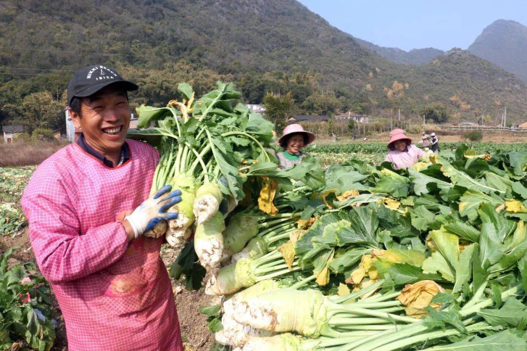 广西钟山英家大头菜成为农民脱贫致富金疙瘩