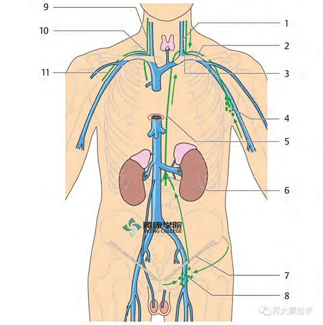 身体不同部位的淋巴引流和局部淋巴结群