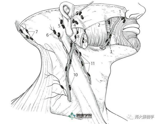 身体不同部位的淋巴引流和局部淋巴结群