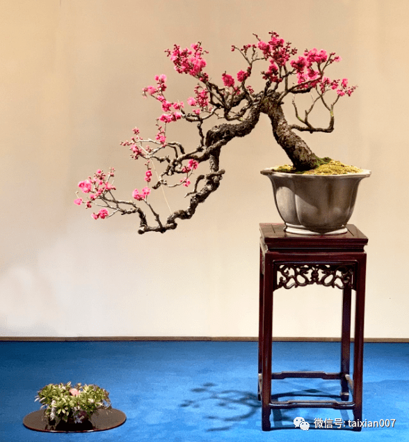 冬天最适合赏梅了极品梅花盆景200款绝对值得一看